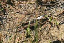 Lecicha pospolita